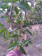 Schinus latifolia