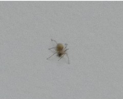 Araneae