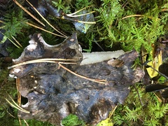 Boletopsis leucomelaena