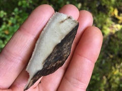 Boletopsis leucomelaena