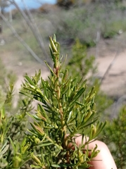 Baccharis linearis