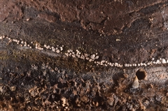 Polydesmia pruinosa