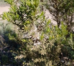 Baccharis linearis