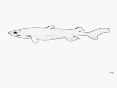 Brown Lanternshark photo 2