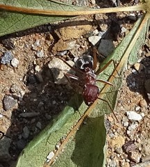 Anoplolepis custodiens
