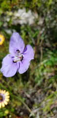 Moraea calcicola