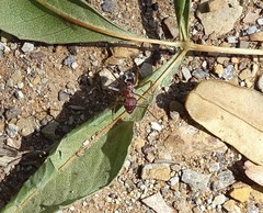 Anoplolepis custodiens