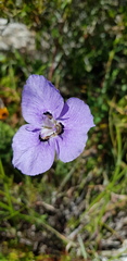 Moraea calcicola