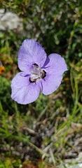 Moraea calcicola