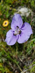 Moraea calcicola