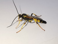 Ichneumon xanthorius