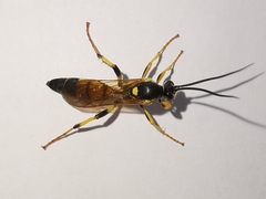 Ichneumon xanthorius