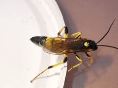 Ichneumon xanthorius