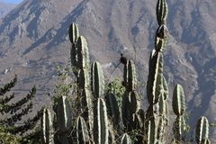 Armatocereus matucanensis