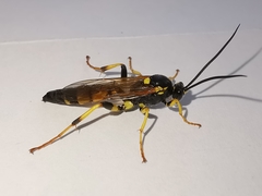 Ichneumon xanthorius