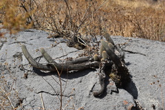 Loxanthocereus acanthurus