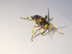 Ichneumon xanthorius