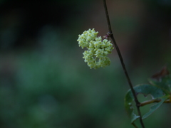 Tetrastigma leucostaphylum