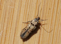 Walshia miscecolorella