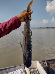 Pseudoplatystoma punctifer