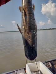 Pseudoplatystoma punctifer