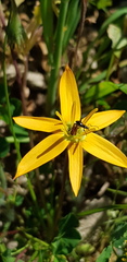 Pauridia linearis