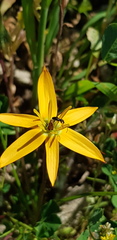 Pauridia linearis