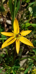 Pauridia linearis