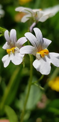 Nemesia affinis