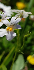 Nemesia affinis