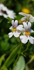 Nemesia affinis
