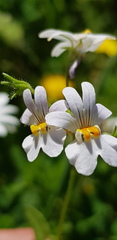 Nemesia affinis