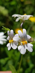 Nemesia affinis