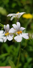 Nemesia affinis