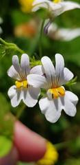 Nemesia affinis