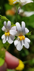 Nemesia affinis