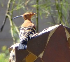 Upupa epops africana
