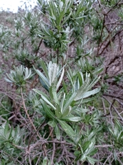 Spinoliva ilicifolia