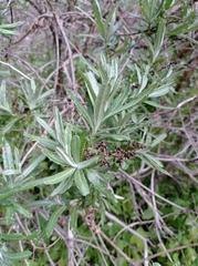 Spinoliva ilicifolia