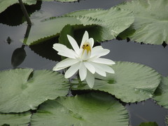 Nymphaea