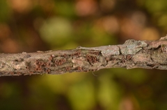 Trichopezizella barbata