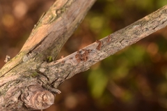 Trichopezizella barbata