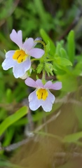 Nemesia affinis