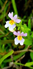 Nemesia affinis