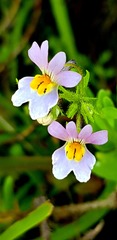 Nemesia affinis