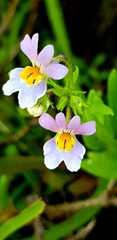 Nemesia affinis