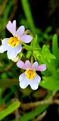 Nemesia affinis
