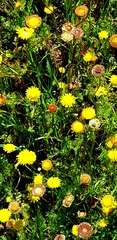 Asteraceae