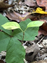 Styrax grandifolius