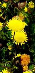 Asteraceae